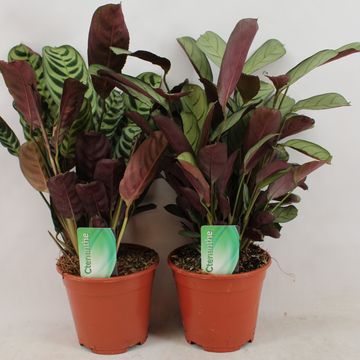 Ctenanthe MIX