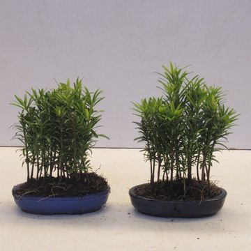 Podocarpus