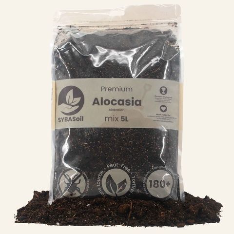Substrater ALOCASIA MIX