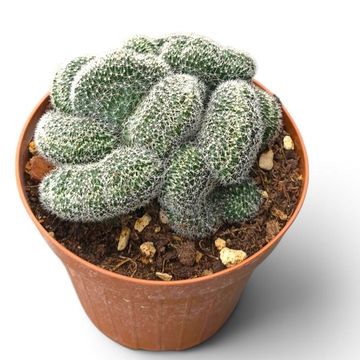 Lobivia densispina cristata