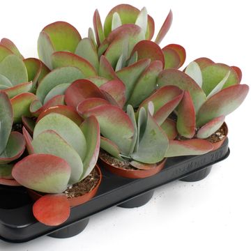 Kalanchoe thyrsiflora RED LIPS