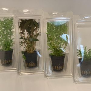Aquatic plants MIX