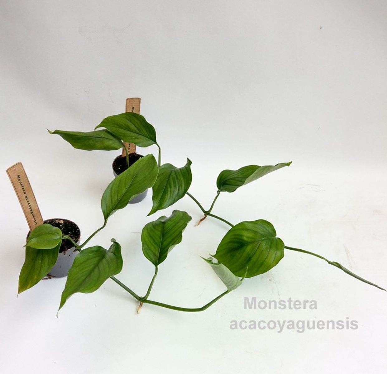 Monstera acacoyaguensis — Plant Wholesale FlorAccess