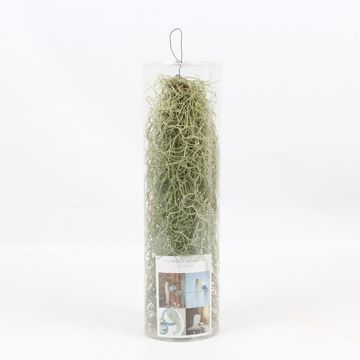 Tillandsia usneoides