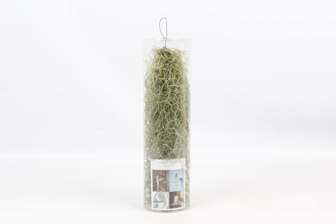 Tillandsia usneoides