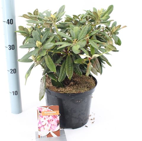 Rhododendron 'Helene'
