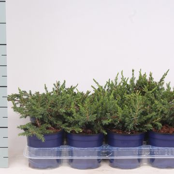 Juniperus communis 'Repanda'