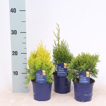 Thuja occidentalis MIX