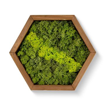 Аранжування Moss