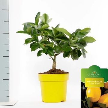 Citrus x meyeri 'Meyer'