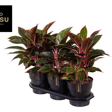 Aglaonema 'Jungle Red'