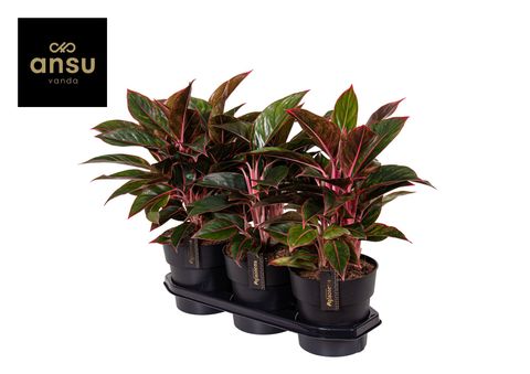 Aglaonema 'Jungle Red'