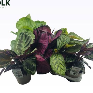Calathea MIX