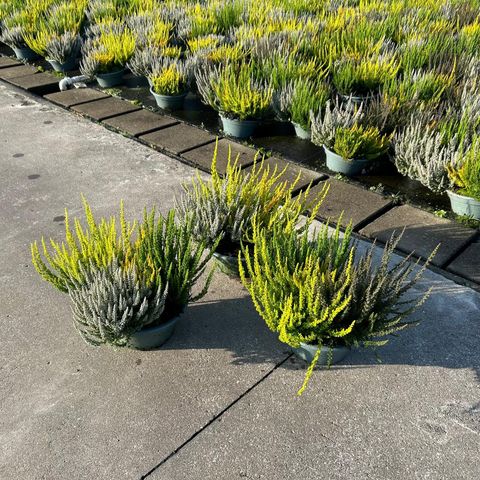 Calluna vulgaris GARDEN GIRLS MIX IN POT