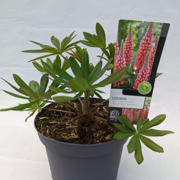 Lupinus WEST COUNTRY MIX