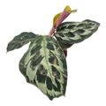 Calathea 'Kennedy'