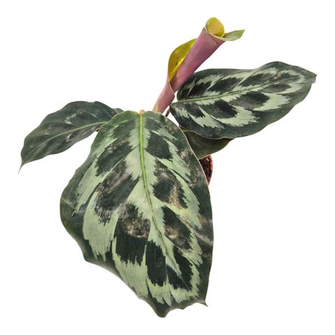 Calathea 'Kennedy'