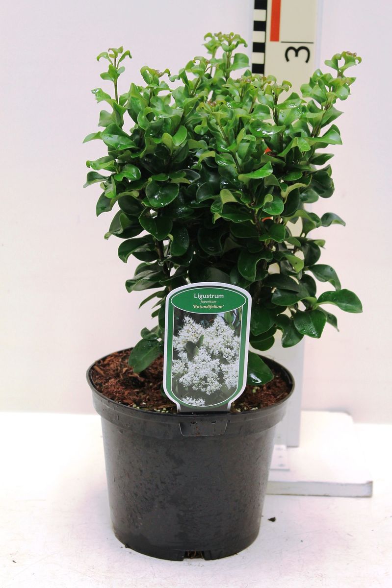 Ligustrum japonicum 'Rotundifolium'  Pflanzengrohandel FlorAccess