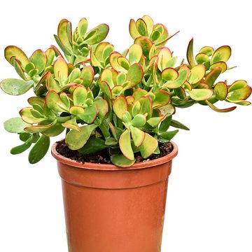 Crassula ovata 'Sunset'