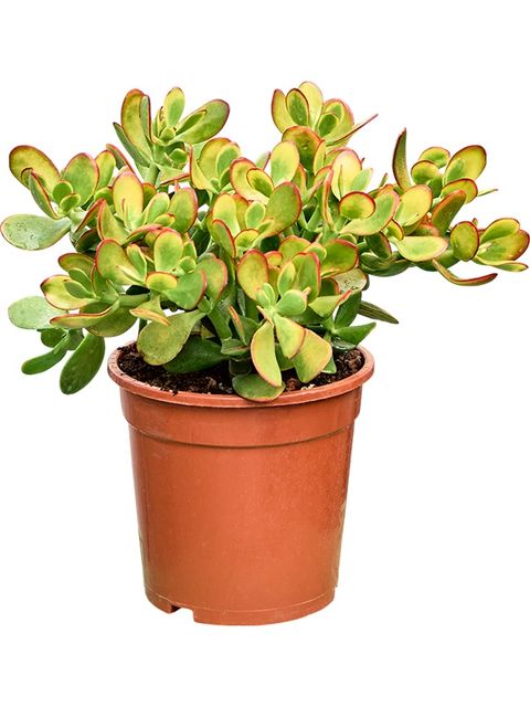 Crassula ovata 'Sunset'