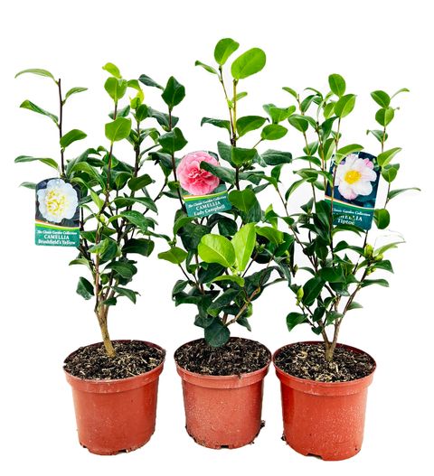 Camellia japonica MIX