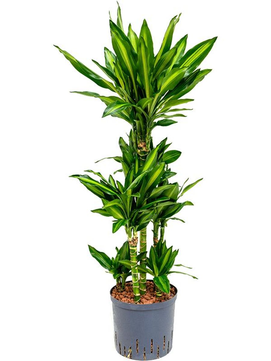 Dracaena fragrans CINTHO — Plant Wholesale FlorAccess