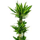 Dracaena fragrans CINTHO