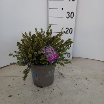 Erica x darleyensis 'Ghost Hills'