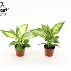 Dieffenbachia MIX