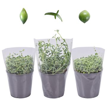 Senecio MIX