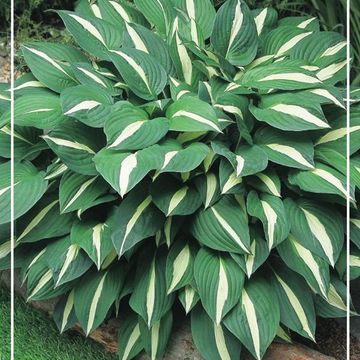 Hosta 'Risky Business'