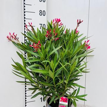 Nerium oleander
