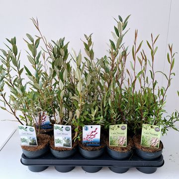 Salix MIX