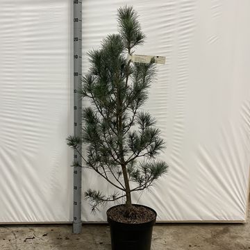 Pinus strobus 'Blue Clovers'