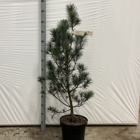 Pinus strobus 'Blue Clovers'