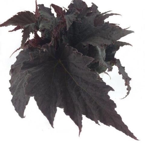 Begonia 'Royal Velour'