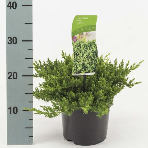 Juniperus procumbens 'Nana'