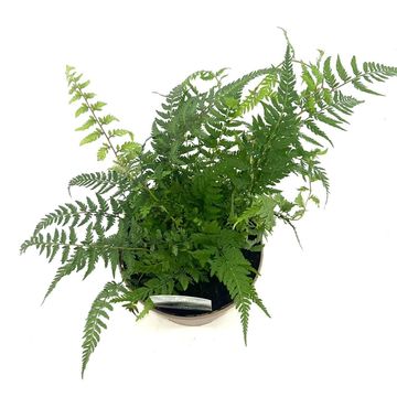 Athyrium filix-femina