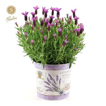 Lavandula stoechas 'Анук'