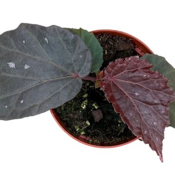 Begonia 'Black Cat'