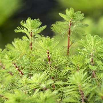Myriophyllum rubricaule