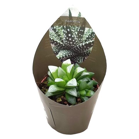 Haworthia mutica