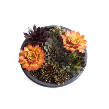Sempervivum CHICK CHARMS MIX