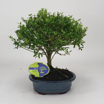 Bonsai MIX