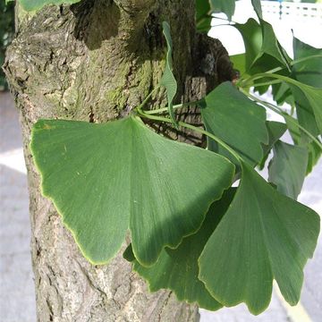 Ginkgo biloba