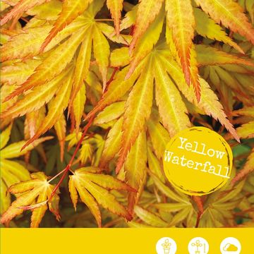 Acer palmatum CASCADE GOLD