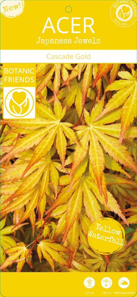 Acer palmatum CASCADE GOLD