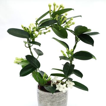 Stephanotis floribunda
