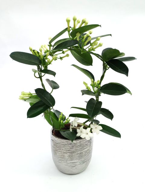 Stephanotis floribunda