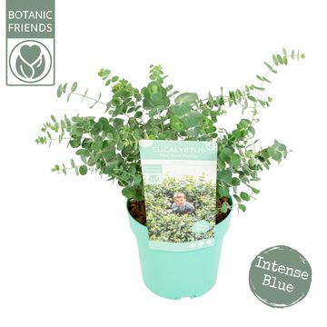 Eucalyptus pulverulenta 'Baby Blue'